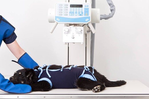 Pet Diagnostics in Sydney